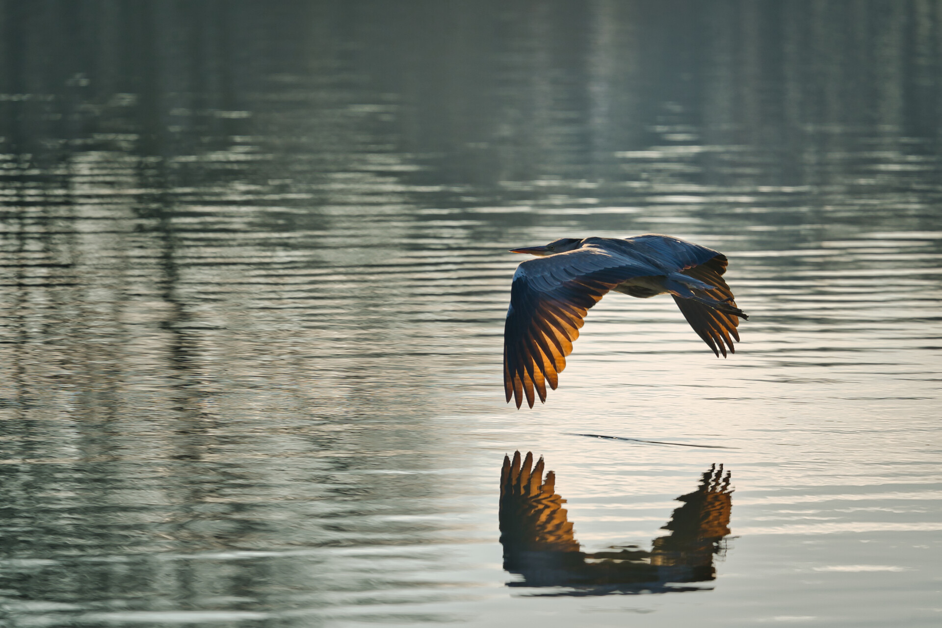 Ufer Decksteiner Weiher